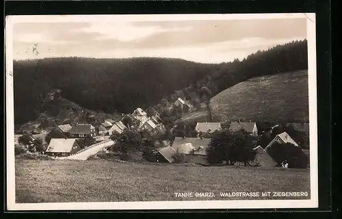 AK Tanne (Harz), Waldstrasse mit Ziegenberg