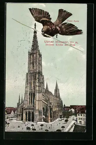 AK Ulm, Ulmer Münster, mit 161 m höchste Kirche der Welt, Ulmer Spatz