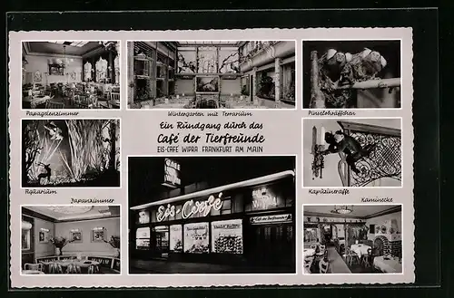 AK Alt-Frankfurt, Cafe der Tierfreunde Eis Cafe Wipra, im Papageienzimmer, Aquarium, Kapuzineraffe, Pinselohräffchen