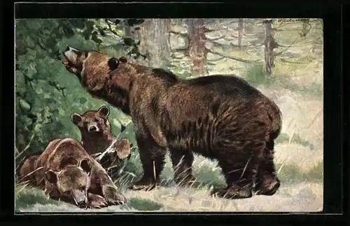 AK Bär mit zwei Jungen im Wald