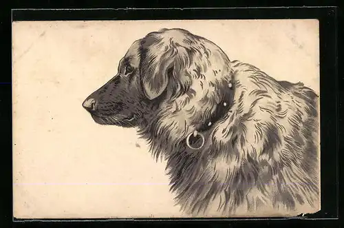 AK Hund mit langem Fell und Halsband