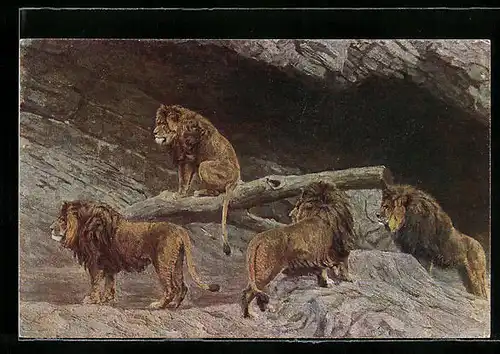 AK Stellingen, Löwen in der Löwenschlucht im Tierpark