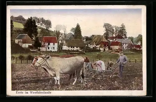 AK Ernte im Westfalenlande, Pflügen mit Kuh-Gespann