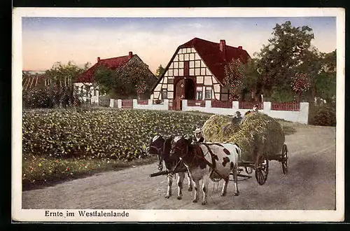 AK Ernte im Westfalenlande, Heuwagen mit Kuh-Gespann