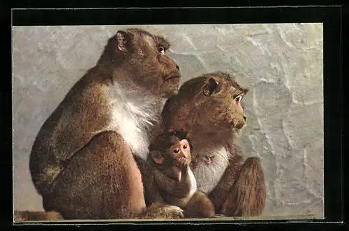 AK Javanisches Affepaar mit Jungem