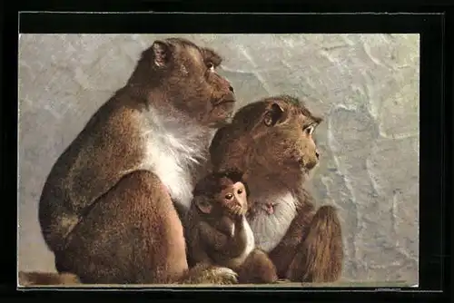 AK Javanisches Affepaar mit Jungem vor einer Wand
