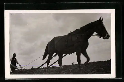 Foto-AK Pflügender Bauer mit Pferd