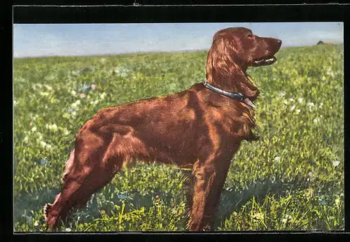 AK Jagdhund auf einer Wiese