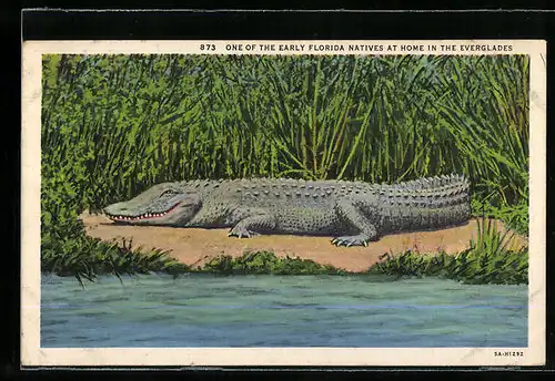 AK Everglades, One of the Early Florida Natives