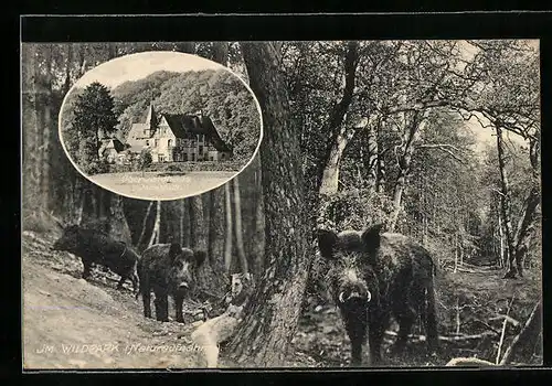 AK Darmstadt, Gasthaus Oberwaldhaus, Eber im Wildpark