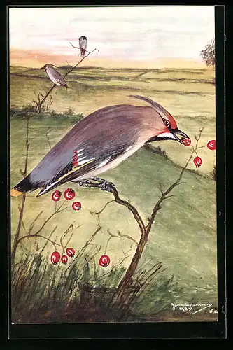 AK The Waxwing, British Birds