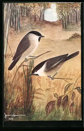 AK British Marsh and Willow Tit, British Birds