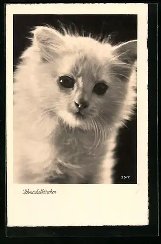 AK Weisse Katze, Schmeichelkätzchen