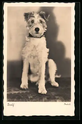 AK Junger Foxterrier Strolch