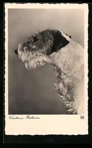 AK Drahthaar-Foxterrier, Seitenportrait