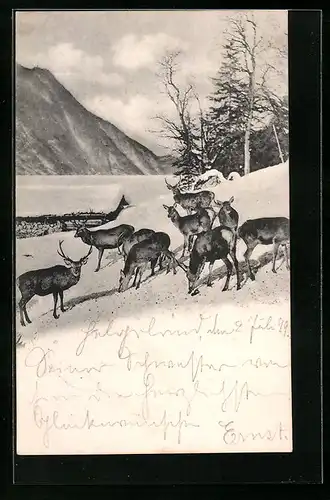 AK Äsende Hirsche im Winter