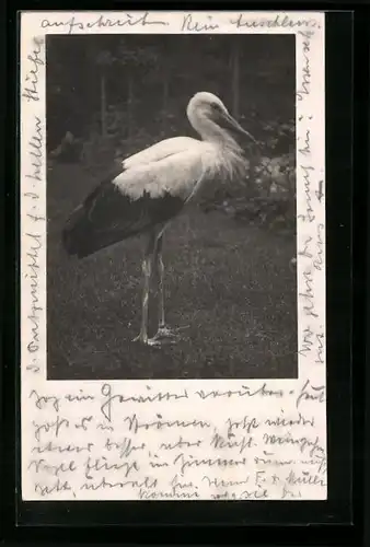 AK Storch auf einem Rasen