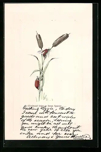 AK Zwei Maikäfer auf dem Halm eines Rohrkolbens