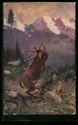 AK Röhrender Hirsch in den Alpen