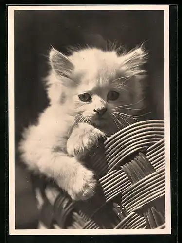 AK Kleine weisse Katze in einem Korb