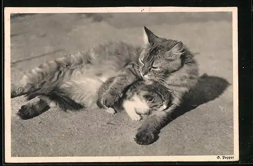 AK Katzenmutter mit Jungem zwischen den Vorderpfoten