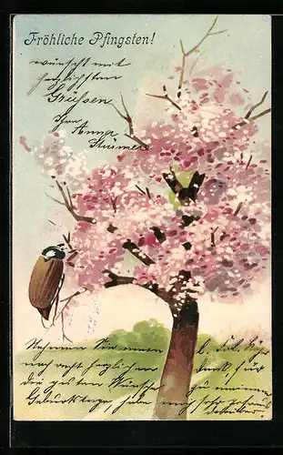 Lithographie Maikäfer an einem blühenden Baum, Pfingstgruss