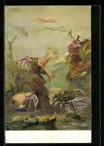 AK Einsiedlerkrebs, Garnelen und Krabben