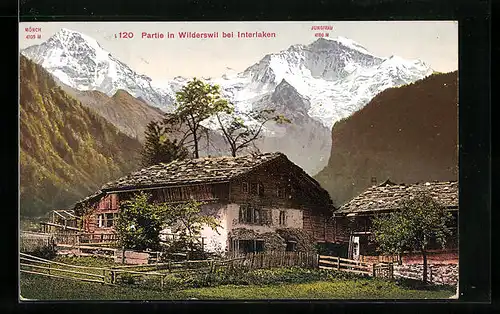 AK Wilderswil bei Interlaken, Altes Chalet gegen Mönch und Jungfrau