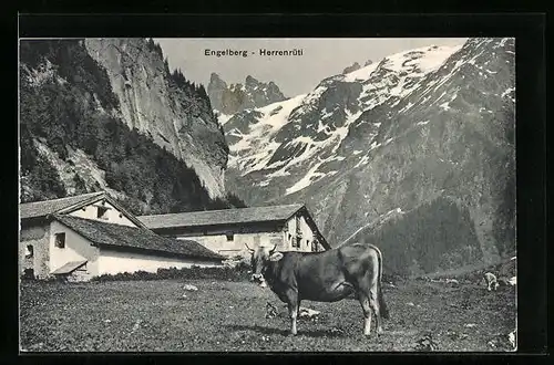 AK Engelberg, Herrenrütli mit Kuh