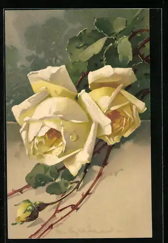 Künstler-AK Catharina Klein: Zwei blühende Rosen