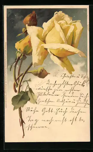 Künstler-AK Catharina Klein: Gelbe Rose mit Knospen