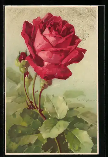 Künstler-AK Catharina Klein: Eine rote Rose