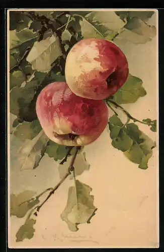 Künstler-AK Catharina Klein: Zwei Äpfel am Ast