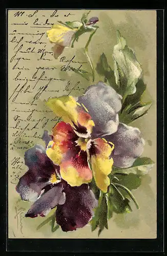 Präge-Künstler-AK Catharina Klein: Gelb-Violette Stiefmütterchen