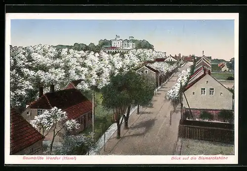 AK Werder / Havel, Strassenpartie mit Blick nach dem Restaurant Bismarckshöhe in der Baumblüte