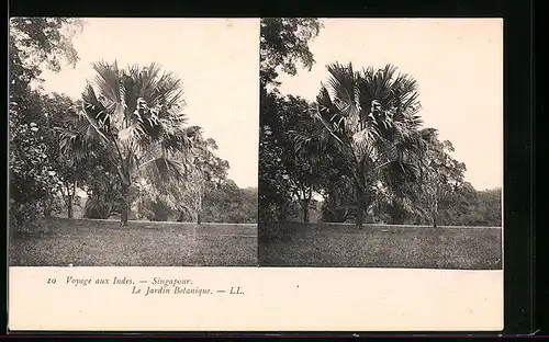 Stereo-AK Singapour, Le Jardin Botanique