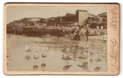 Fotografie A. Gäbel, Sylt, Ansicht Sylt, Strandpartie mit Badehäusern und Möwen im Wasser