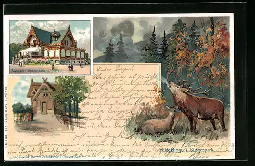 Lithographie Bremen, Bürgerpark - Restaurant-Cafe, Wildgehege mit röhrendem Hirsch