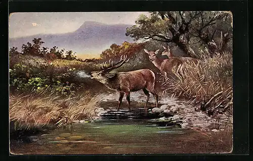 Künstler-AK Alfred Schönian: Röhrender Hirsch mit Rehen
