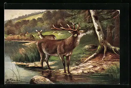 Künstler-AK Alfred Schönian: Hirsch mit Rehen am Ufer