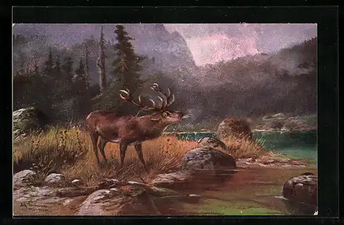 Künstler-AK Alfred Schönian: Röhrender Hirsch am Ufer