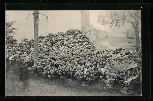 AK Gand, Universelle & Internationale de l'Exposition 1913, Floralies Gantoises