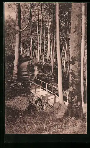 AK Timmendorfer Strand, Ansicht im Wald