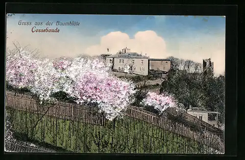 AK Cossebaude, Gasthaus Liebenecke zur Baumblüte