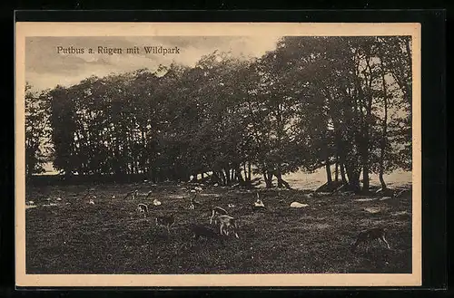 AK Putbus a. Rügen, Wildpark mit Rehen und Hirschen