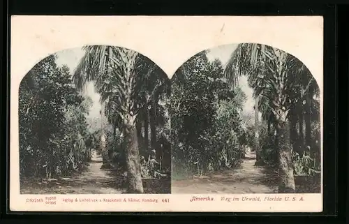 Stereo-AK Florida, USA, Weg im Urwald