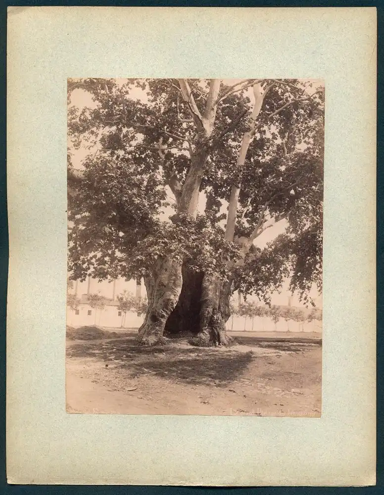 Fotografie Abdullah Frères, Konstantinopel, Ansicht Konstantinopel / Istanbul, Le grand Platane des Janissarres 0