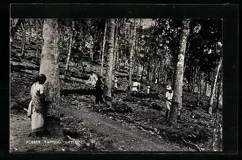 AK Ceylon, Rubber Tapping