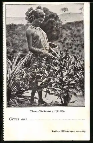 AK Ceylon, Teepflückerin bei der Arbeit