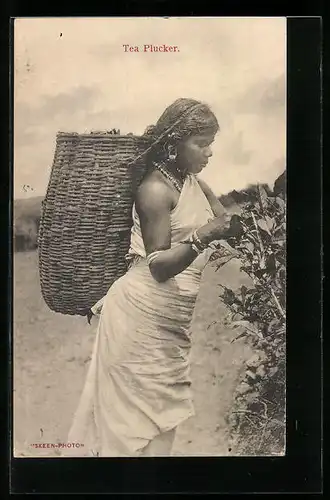AK Sri Lanka, Tea Plucker